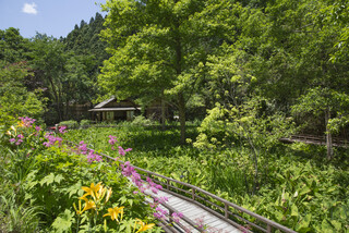 Ukai Toriyama - 四季折々の草花を散策して楽しめる山野草園。