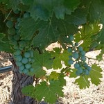 Silver Oak Cellars - 