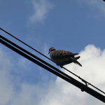 豆乳とおまめのカフェ　まめ家 - 豆を狙うハトさん(笑)