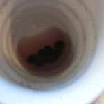 豆乳とおまめのカフェ　まめ家 - 黒豆茶（黒豆が甘くて美味しい）