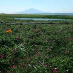 あとりえ華 - 華ままのお勧めスポット、その②。休憩所「こうほね」