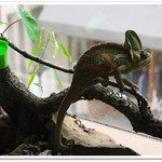 はちゅカフェ - エボシカメレオン