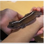 はちゅカフェ - 