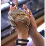 はちゅカフェ - フトアゴヒゲトカゲ