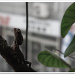 はちゅカフェ - 