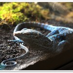 はちゅカフェ - 