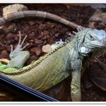 はちゅカフェ - 