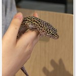 はちゅカフェ - ヒョウモントカゲモドキ