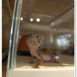 はちゅカフェ - 