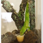 はちゅカフェ - 