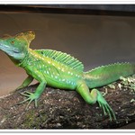 はちゅカフェ - バジリスク