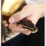 はちゅカフェ - 