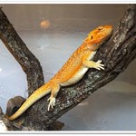 はちゅカフェ - フトアゴヒゲトカゲ