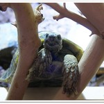 はちゅカフェ - ギリシャリクガメのターボ会長