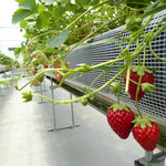 てんこもり農作物直売所 - イチゴ狩りのイチゴたち