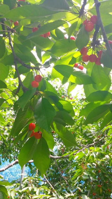 広果園（コウカエン） - 神町（その他）の写真