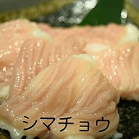 シマチョウ