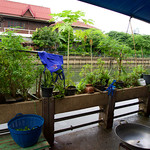 Sud Jai Kaiyang Somtum  - 