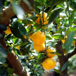 城山オレンヂ園 - みかんがいっぱい実っていました^ ^