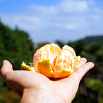 城山オレンヂ園 - 青空の下で食べるみかんはまた格別。