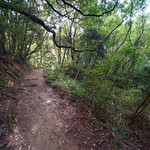 城山オレンヂ園 - 山道は傾斜もキツくしんどい。。。