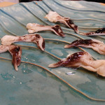 初音鮨 - (2016/6)