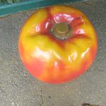 シック プッテートル - 首都高下にあるベンチ