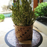 Amankila - GMのトレイシーから送られたチューベローズの鉢植え。夜になるとより一層薫ることから月下香とも