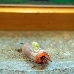 寿司栄 - ［つまみ］キンメの塩コブ巻き　山椒を添えて