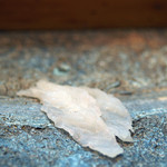 寿司栄 - ［つまみ］オコゼの切り身