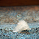 寿司栄 - ［つまみ］真子鰈