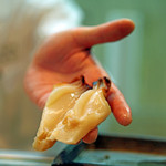 寿司栄 - 旨みは鮑に匹敵！ミル貝！