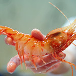 寿司栄 - 富山エビ、身肉（みしし）はプリプリ、翡翠色した内子が眩しい！