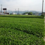 玄鹿 - 店横の茶畑