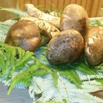 緒方 - 初物の丹波松茸