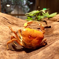 SHOKUDO YArn - サワガニの素揚げ