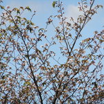 ひめりんご - １０月の花見は、気持ちええ！！！室内から撮影