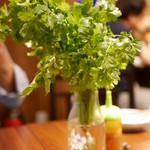 オリエンタルバル Xinchao 三軒茶屋店 - ロケットパクチー