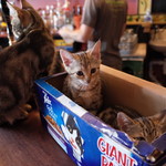 Bag of Nails - 生後10週間の子猫ちゃんもカウンターへ。　お母さん猫も寄ってきました。