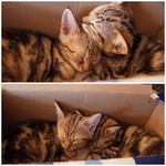 Bag of Nails - 生後10週間の子猫ちゃん
      寝ちゃいました！