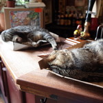 Bag of Nails - カウンターで寝ている猫ちゃんたち