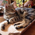 Bag of Nails - 毛並みもキレイ
      