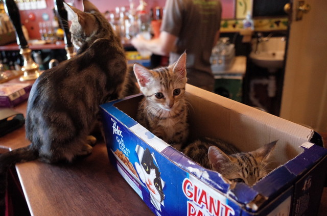 イギリス 猫好きにはたまらない ブリストルの猫パブ By さや三毛 Bag Of Nails Bristol バース パブ 食べログ イギリス 猫好きにはたまらない ブリストルの猫パブ By さや三毛 Bag Of Nails Bristol バース パブ 食べログ