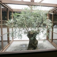SHOKUDO YArn - 樹齢200年のオリーブの木