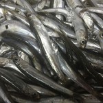 野武士 - 小イワシの刺身！天ぷら！やってます。