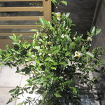 天寿し - 入口にはいつも季節ものが活けてあります