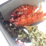 魚正 - ・煮魚の正体はコイツか！　１階の鮮魚店で、なんて活きの良いヤツなんだ、黒っぽいのはホゴ（アラカブ、ガシラ、カサゴとも言う）