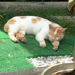 サラマンジェ ド ヨシノ - 野生ネコっぽくて可愛い♡番猫ちゃん