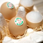 SUGALABO - 卵のプリン