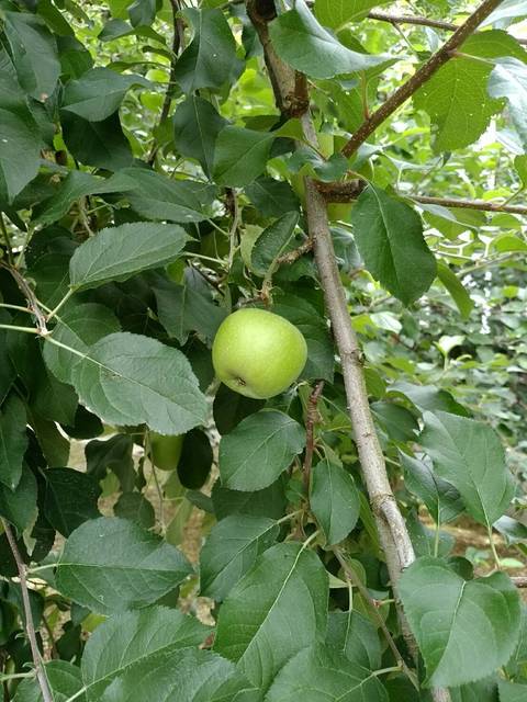 茶菓房 林檎の树